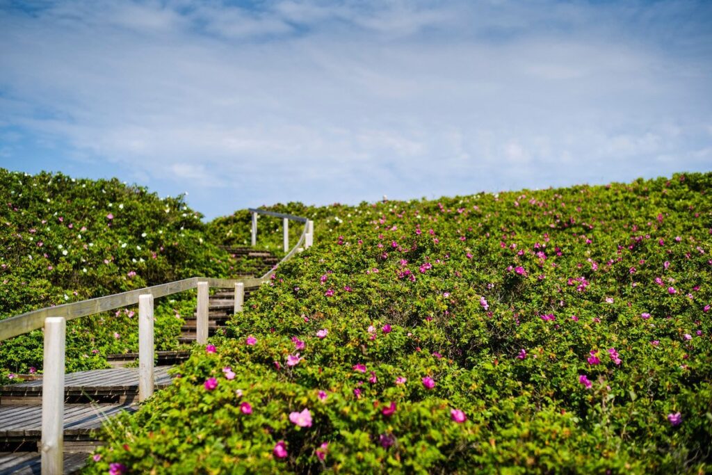 Sylter Heckenrose | Luxushotel auf Sylt