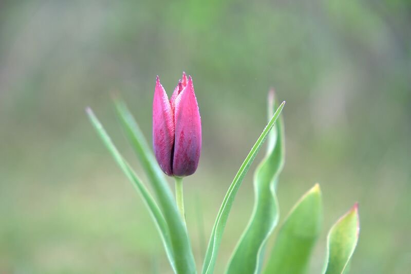 Geschlossene violette Tulpe auf dem Söl’ring Hof, einem Ferienort auf Sylt.