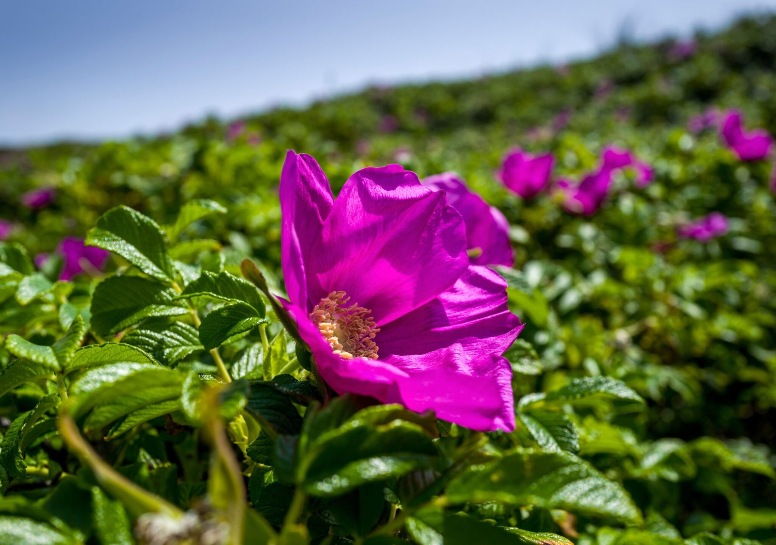 Rosa Blume auf einem sonnenbeschienenen Feld auf Sylt, in der Nähe des Ferienresorts „Söl’ring Hof“.