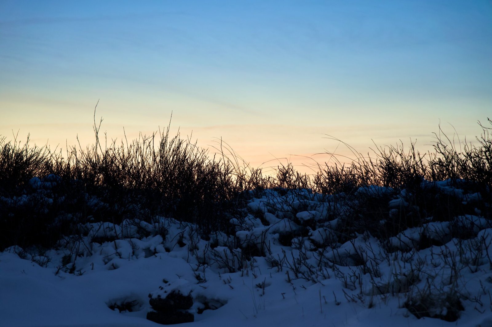 Silhouetted snowy bushes against orange-blue sunset, dark branches, dusk.