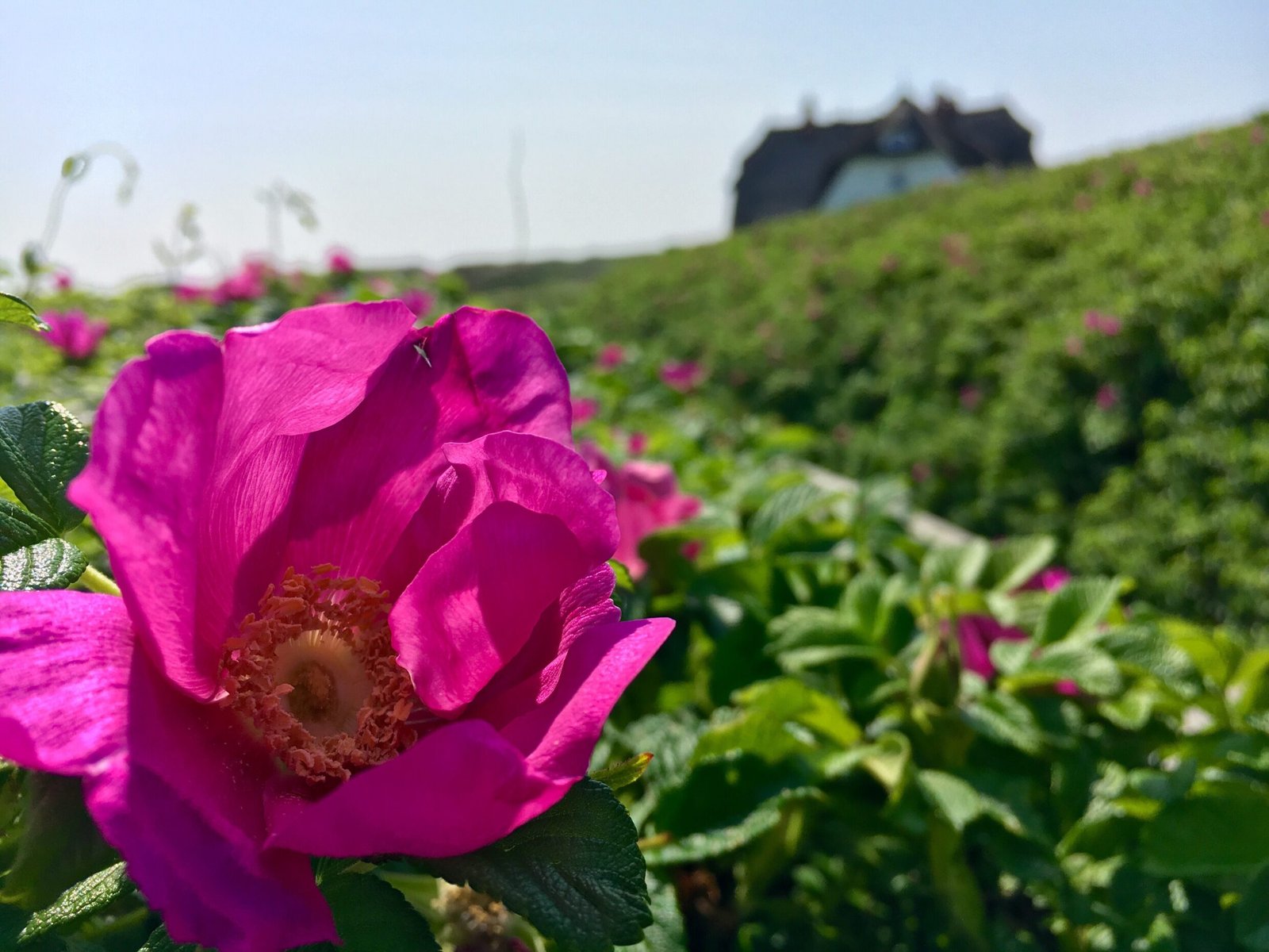 Rosa Blume in der Nähe des Söl’ring Hofs auf Sylt – das perfekte Urlaubsgefühl.