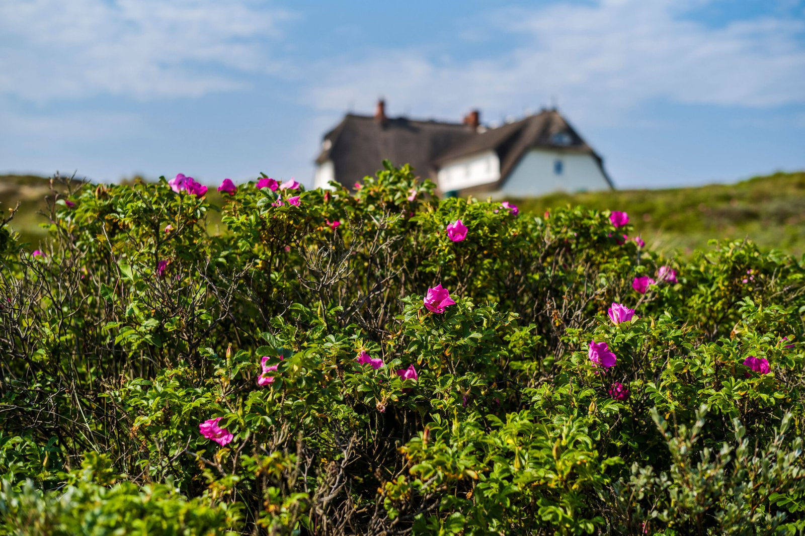 Blumen von Rosentage am Söl’ring Hof, einem Ferienrefugium auf Sylt.