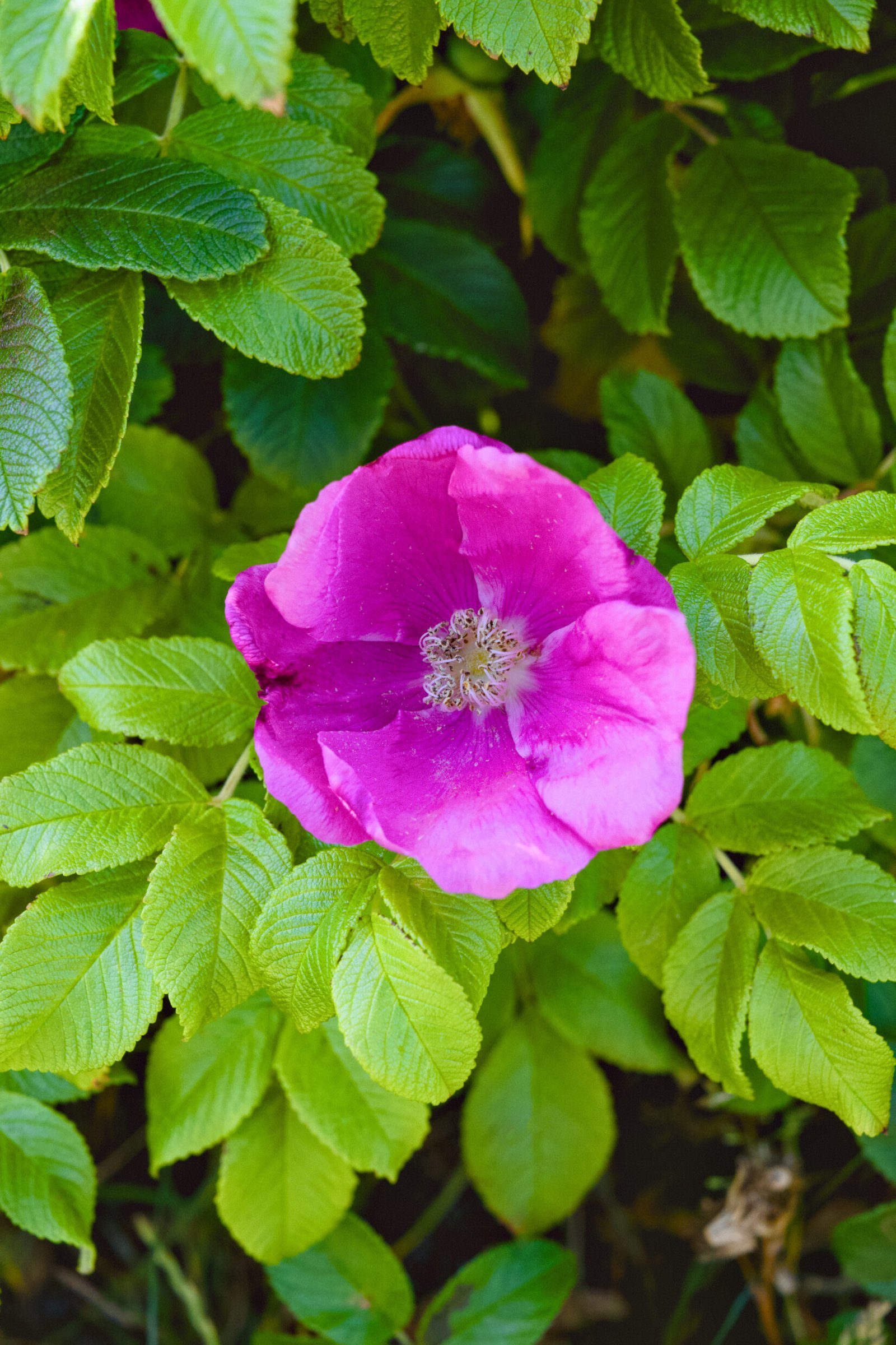 Rosa Wildrose am Söl’ring Hof, Urlaubsziel auf Sylt.