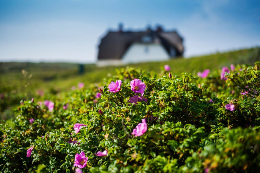 Rosa Blumen auf dem Söl’ring Hof auf Sylt – das perfekte Urlaubsziel.